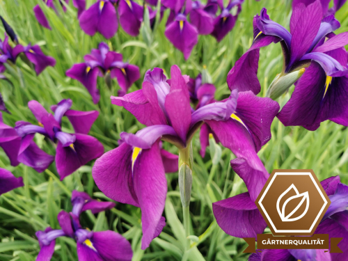 japan. Schwertlilie buntlaubige Sumpfiris - Iris ensata Variegata
